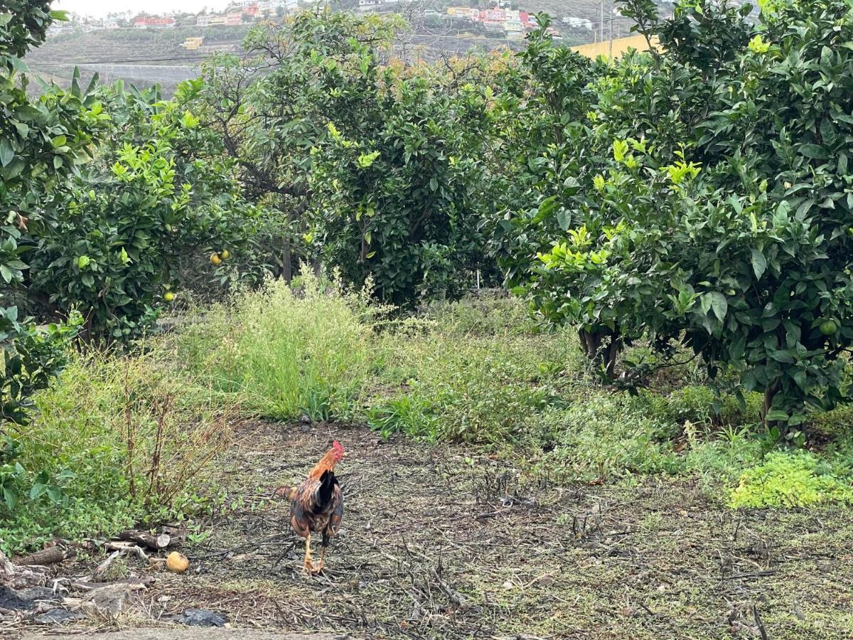 Appartamento Bollullo Sunset - Apamate La Orotava Esterno foto